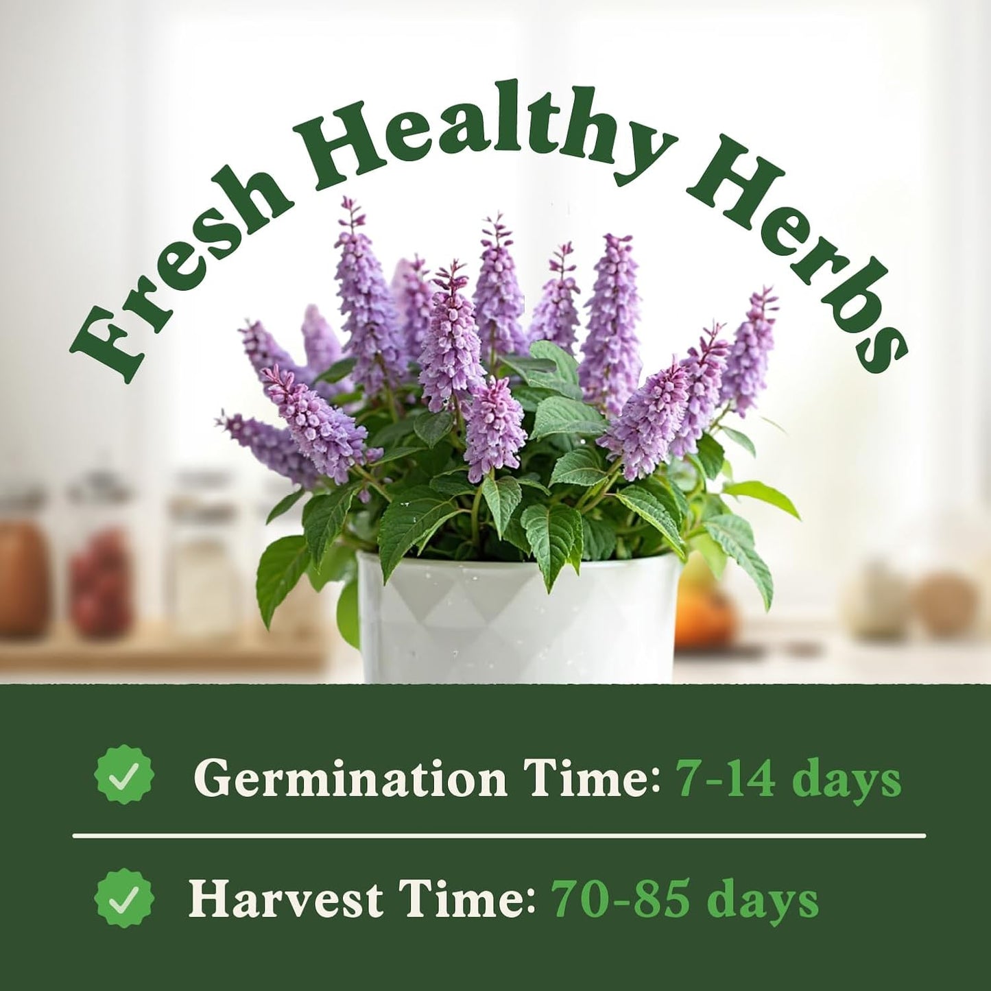 Seedboy Catnip Seeds for Planting Indoor and Outdoor, Non-GMO Herb Seed Packet for Hydroponic Garden Indoor or Planting Outdoors (Catnip)