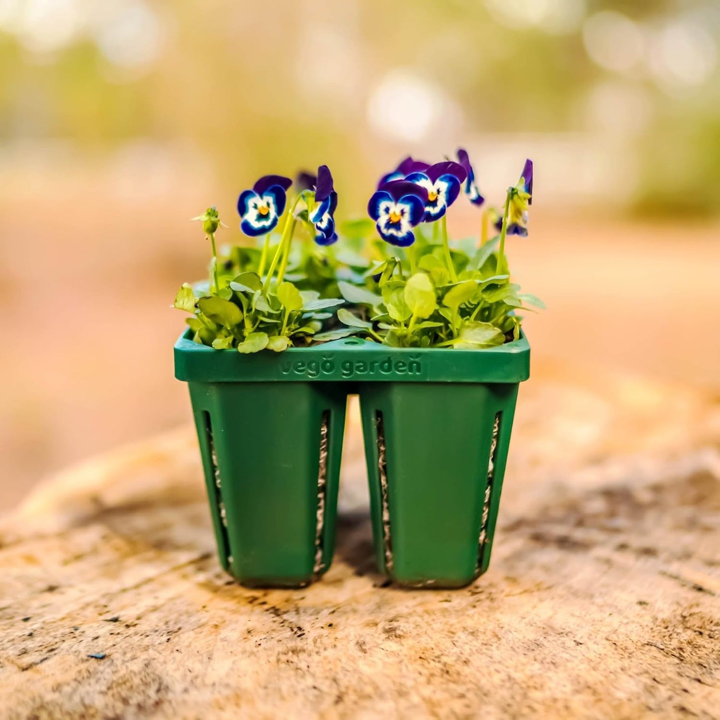 Vego garden Jumbo Seedling Trays Without Lids, 32 Pack Reusable Propagator Growing Starter Tray for Larger Plants, Heavy-Duty Plastic Germination Trays (4-Cell per Tray)