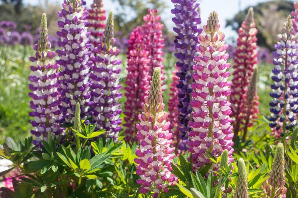 2000 Russell Lupine Seeds for Planting, Perennial Wildflower Seed Mix, Lupinus Polyphyllus Flowers Seeds, Ideal for Garden Borders, Pollinator Friendly