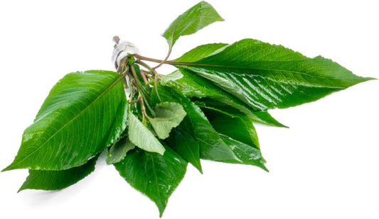 Dwarf Hygrophila Corymbosa Siamensis Live Aquarium Plant - Freshwater Fish Tank Decorations and Natural Aquatic Decor (4)