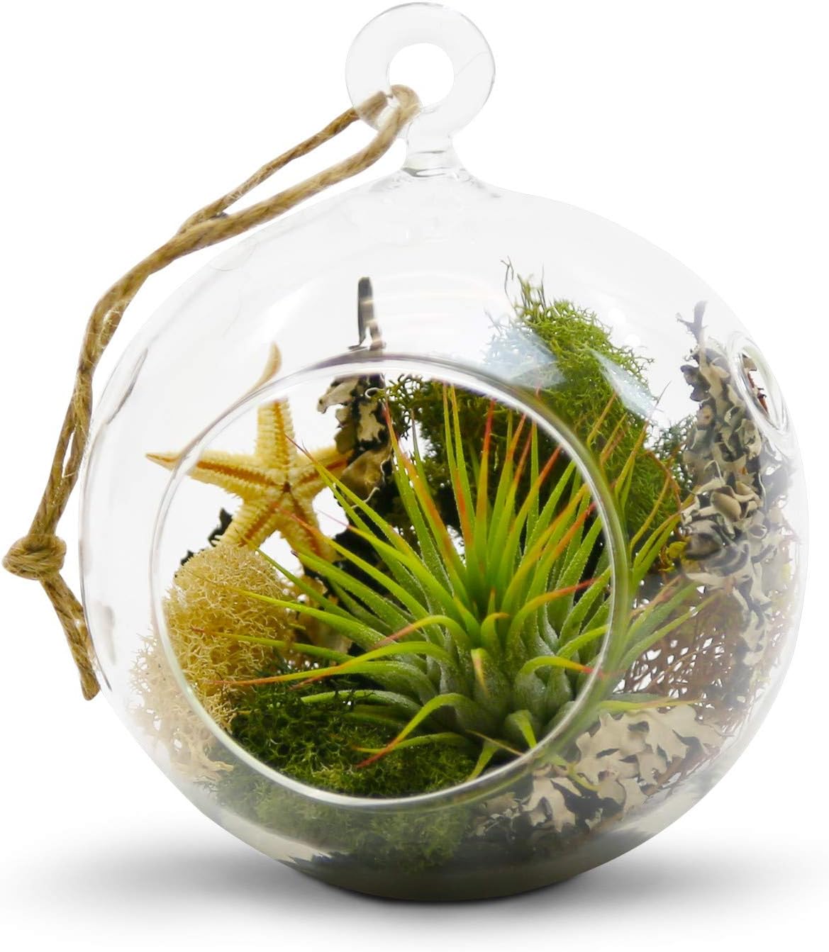 WGV Hanging Terrarium Globe, Width 4", Height 4.75", DIY Air Succulent Planter, Clear Glass Vase Orb with Flat Bottom, Candle Holder for Windowsill Outdoor Garden Decor, 6 Pieces Bulk