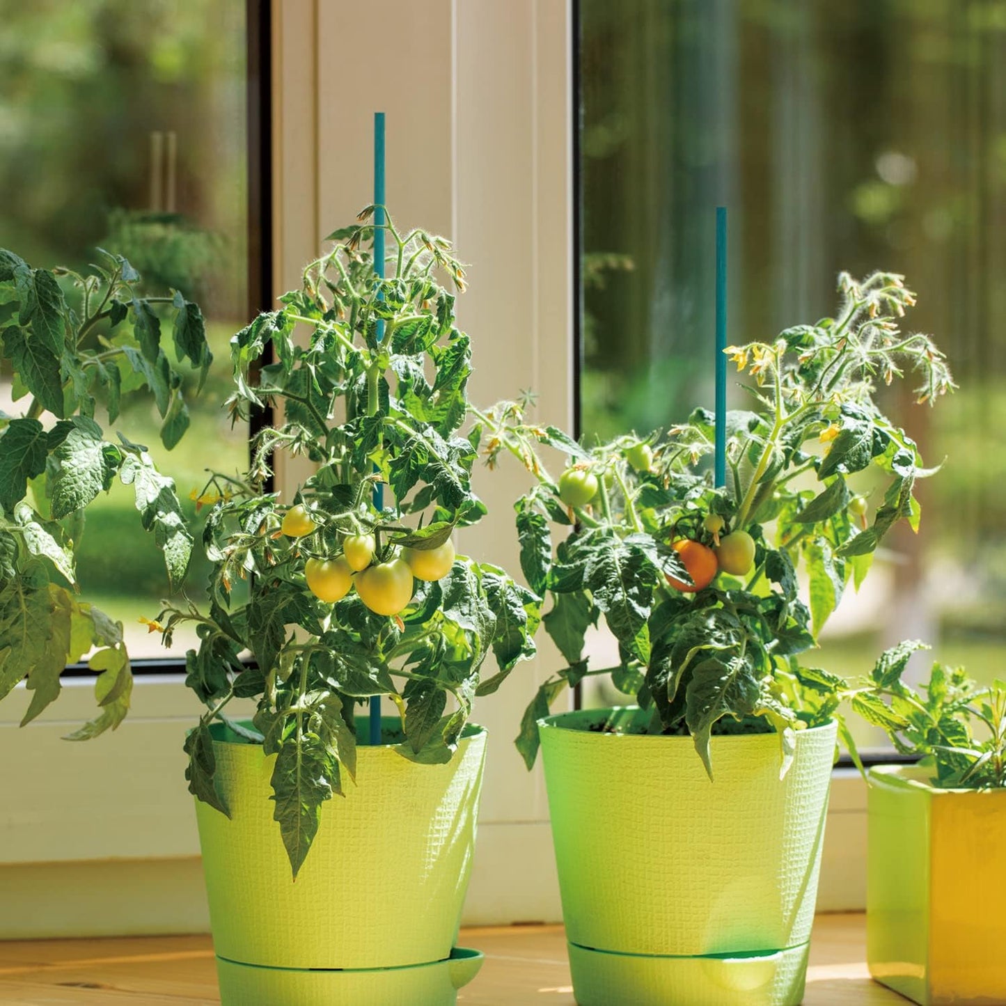 Green Bamboo Sticks Plant Stakes, Plant Support Sticks for Indoor Plants, GAGINANG Sturdy Bamboo Stakes, Floral Plant Support for Indoor and Outdoor Plants 25 Pack（15 Inches）