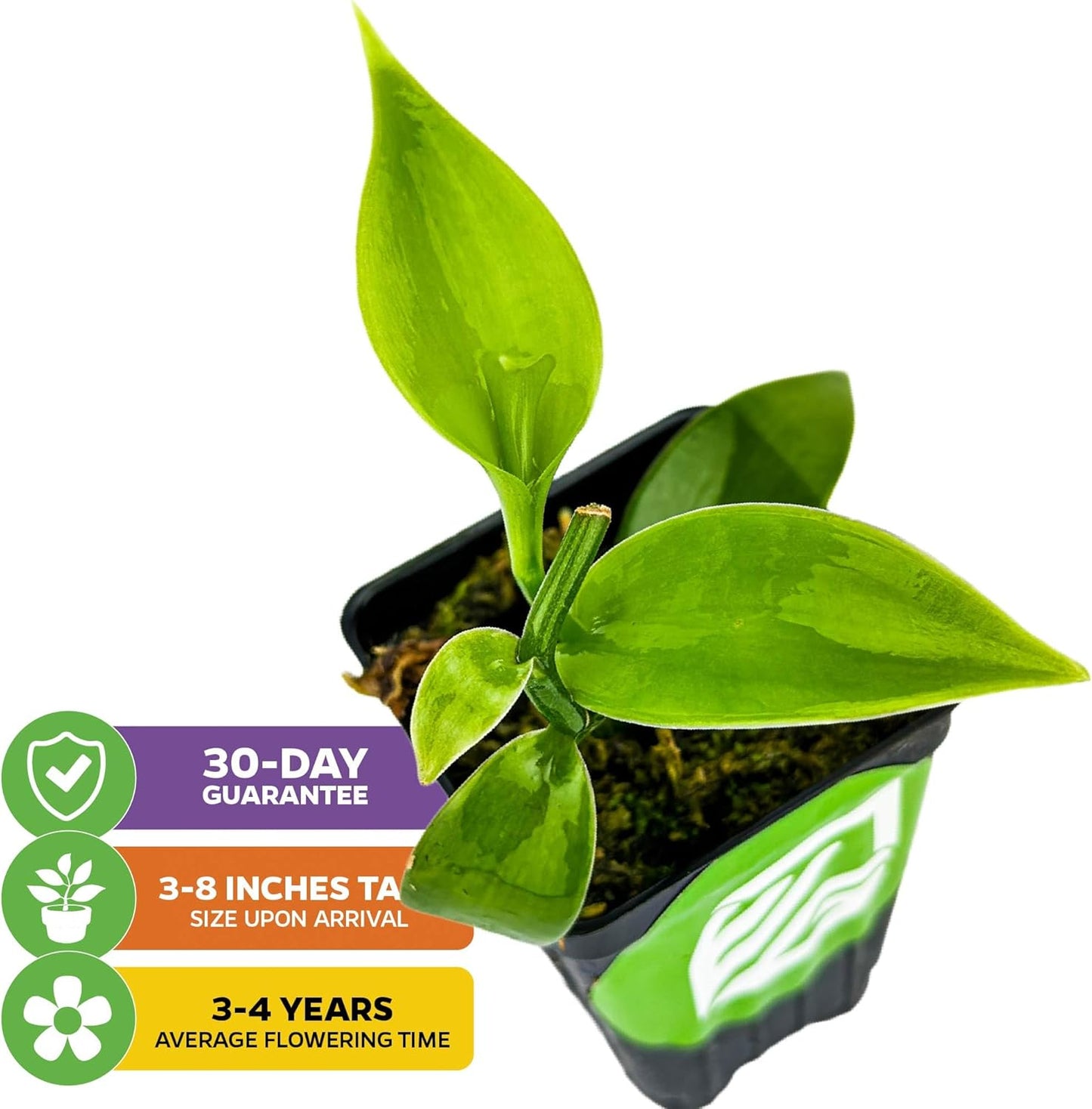 Vanilla Bean Orchid Live Plant - Vanilla planifolia by Wellspring Gardens - Fragrant Vanilla Beans, Versatile Vine, Tropical Elegance, Aromatic Treasure - Vanilla Bean Starter Plant