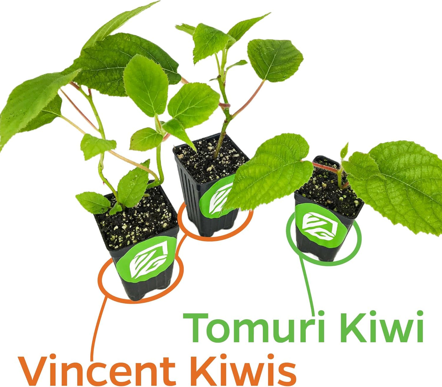 2 Vincent Female Kiwis & 1 Tomuri Male Kiwi (Actinidia chinensis) Bundle by Wellspring Gardens - Thriving Kiwi Plant Pairing - Perfect for Southern Gardens, Pollination Duo