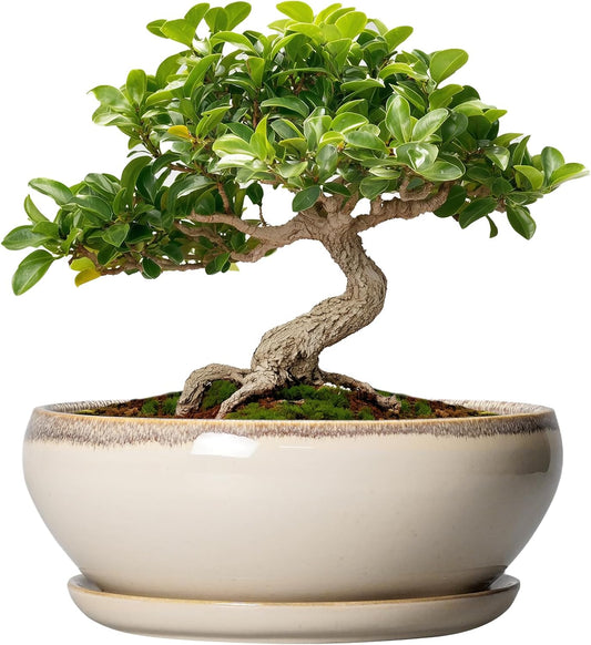 SQOWL Small Bonsai Pots - 6 Inch Ceramic Plant Pots for Succulents, Shallow Planter with Drainage Hole and Saucer, Round Planters for Indoor Outdoor Cactus Plants, House Decor, Birthday Gifts, Beige