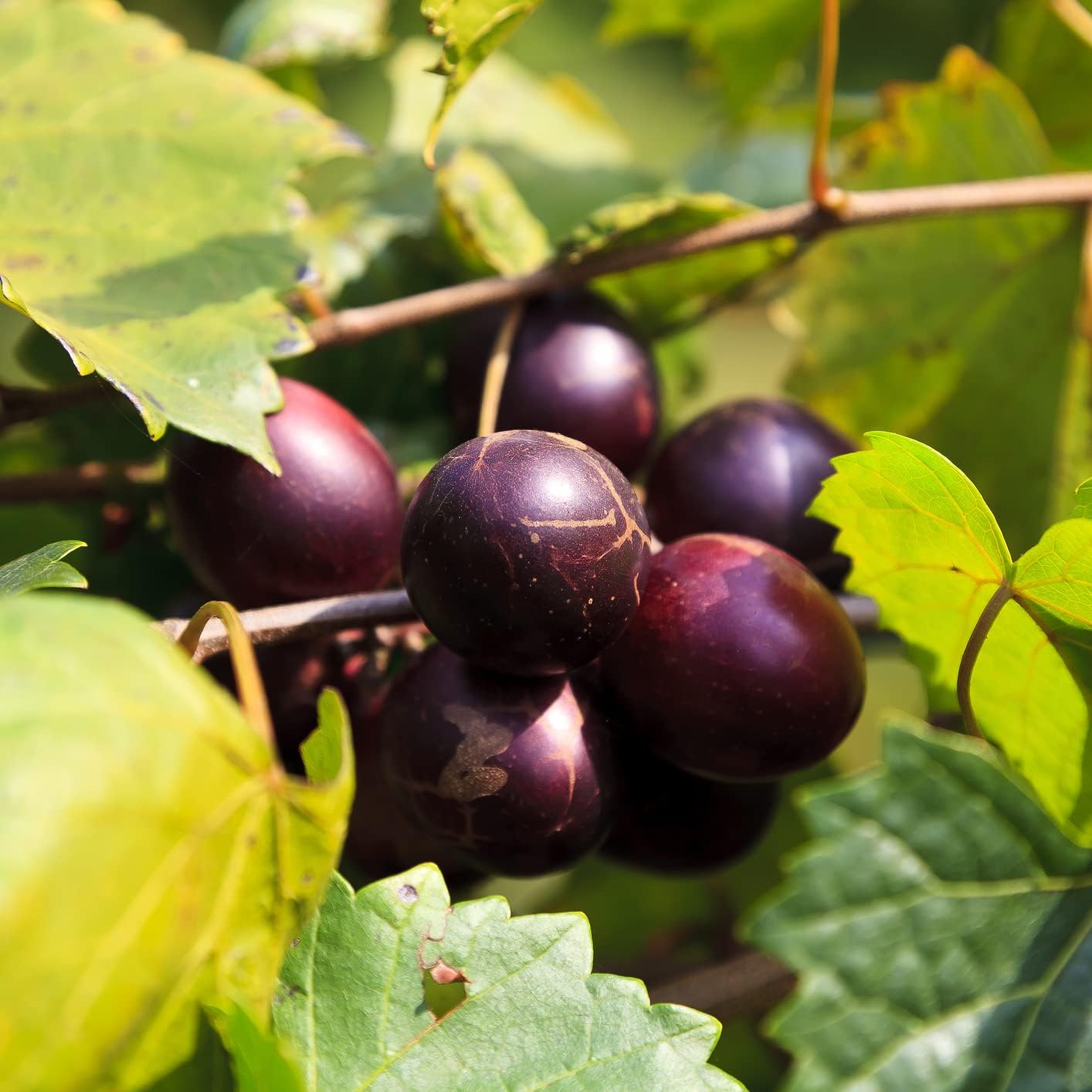 Delicious' Muscadine Grape Vine Live Plant - Vitis rotundifolia by Wellspring Gardens - Thriving Starter Plant for Outdoor Gardens - Juicy Grape Plant - Perfect for Eating Fresh, Jam or Wine Making