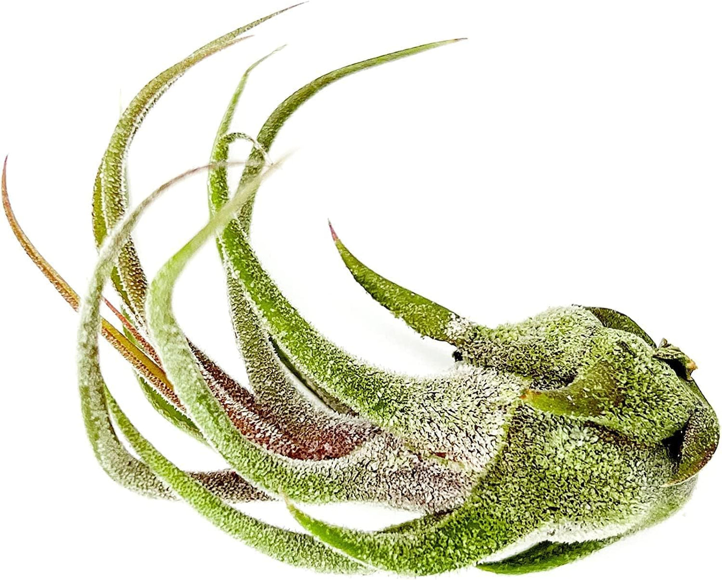 Air Plants - Tillandsia Pruinosa, Large 3-5" - 1ct - Live Arrival Guaranteed - House Plants for Home Decor & Gift