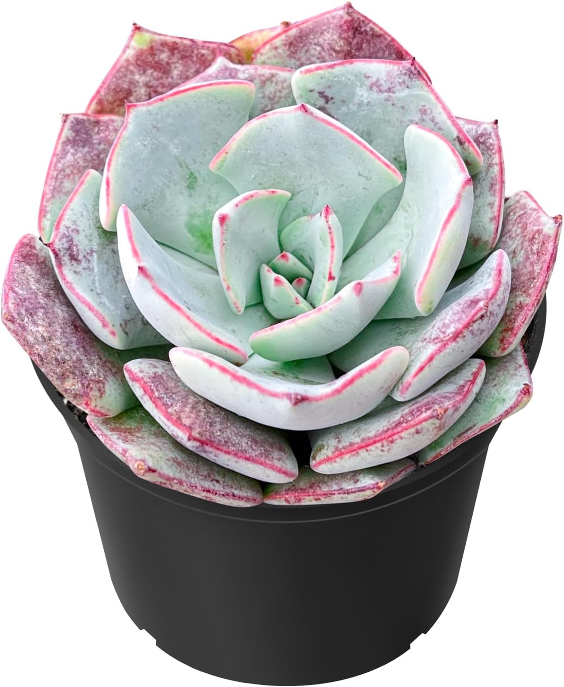 Sprout N Green Echeveria Strictiflora VAR. Nova, 1 Live Succulent Plant Fully Rooted in 2" Pot, House Plant for Indoor Outdoor Home Office Wedding Decoration DIY Project Party Favor