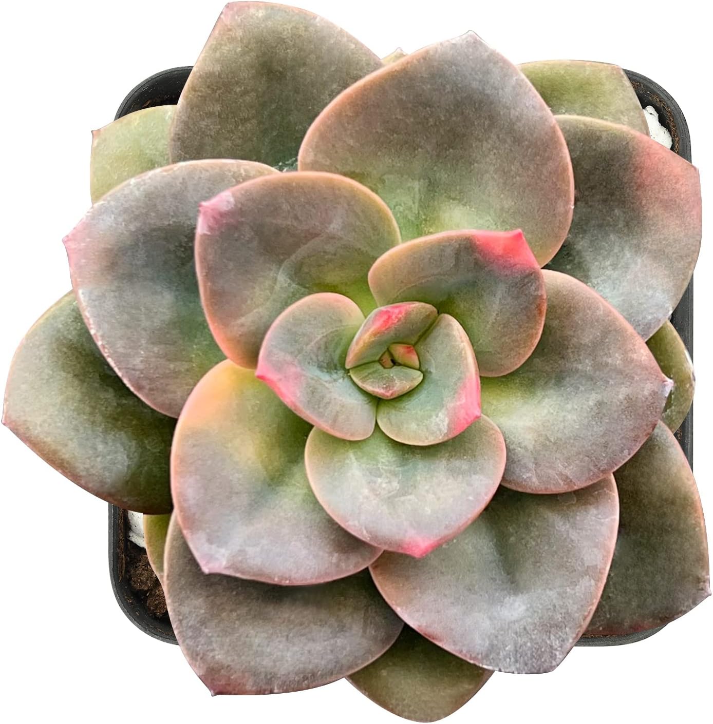 Sprout N Green 2in Echeveria Chroma, 1 Pack Rare Live Mini Succulent Plant Fully Rooted in Pot, Real House Plant for Indoor Outdoor Home Office Wedding Decoration DIY Projects Party Favor