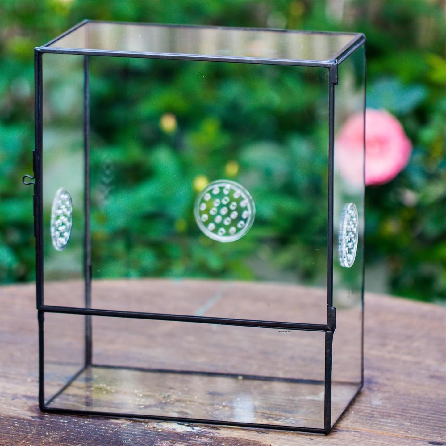 NCYP Glass Terrarium with Front Opening Door and 3 Vents for Insects, Snail, Spider, Glass Enclosure - 8"x4.5"x10" Clear Closed Plant Greenhouse Box (Terrarium Only)