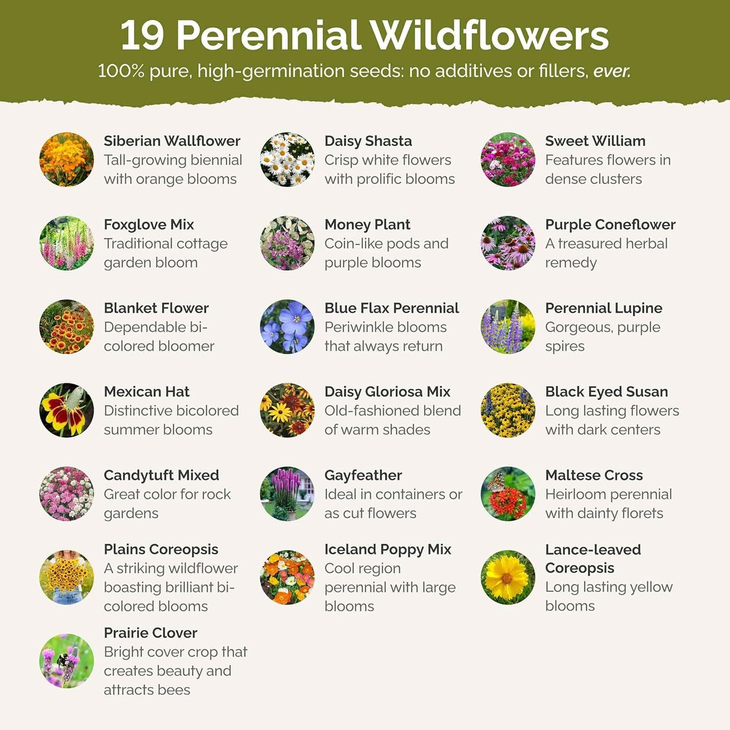 Eden Brothers All Perennial Wildflower Mixed Seeds for Planting, 1 lb, 480,000+ Seeds with Lupine, Shasta Daisy | Attracts Pollinators, Plant in Spring or Fall, Zones 3, 4, 5, 6, 7, 8, 9, 10