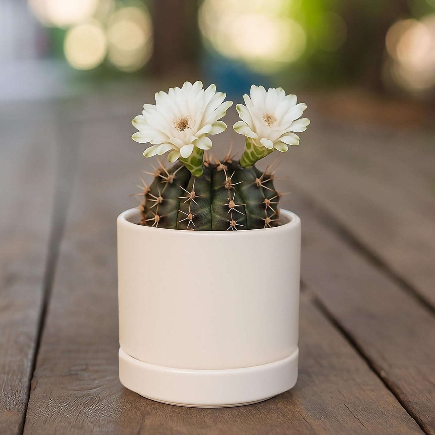 D'vine Dev 3.5 Inch Ceramic Planter Pot with Drainage Hole and Saucer, Indoor Cylinder Round Planter Pot, Oatmeal, 94-O-A-8