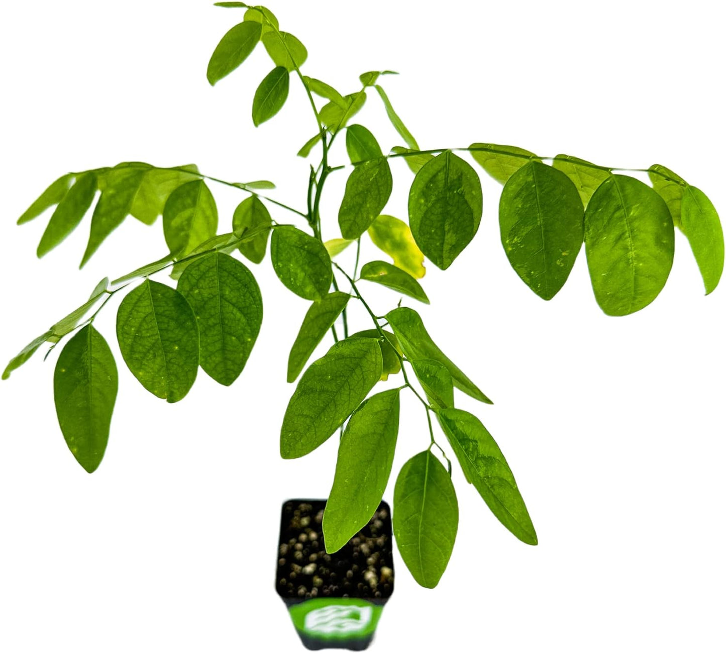 Katuk Tree Live Plant (Sweetleaf Bush) - Sauropus androgynus - Wellspring Gardens Salad Tree Starter Plant - Live Vegetable Plant - Easy to Grow - Ideal for Outdoor & Indoor Planting