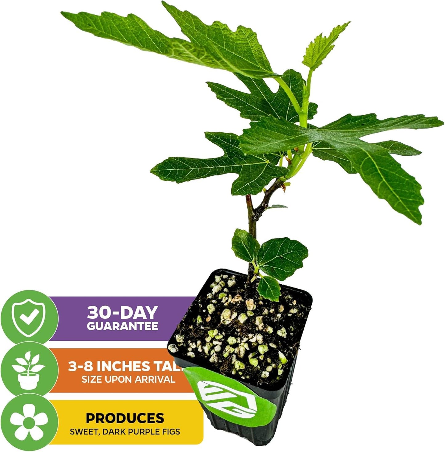 Beer's Black Fig Tree (Dwarf Habit) Live Plant - Ficus carica 'Beer's Black' - Wellspring Gardens - Cold-Hardy Fig, Dwarf Fig Tree, Compact Fig Plant - Fruit Bearing Starter Tree