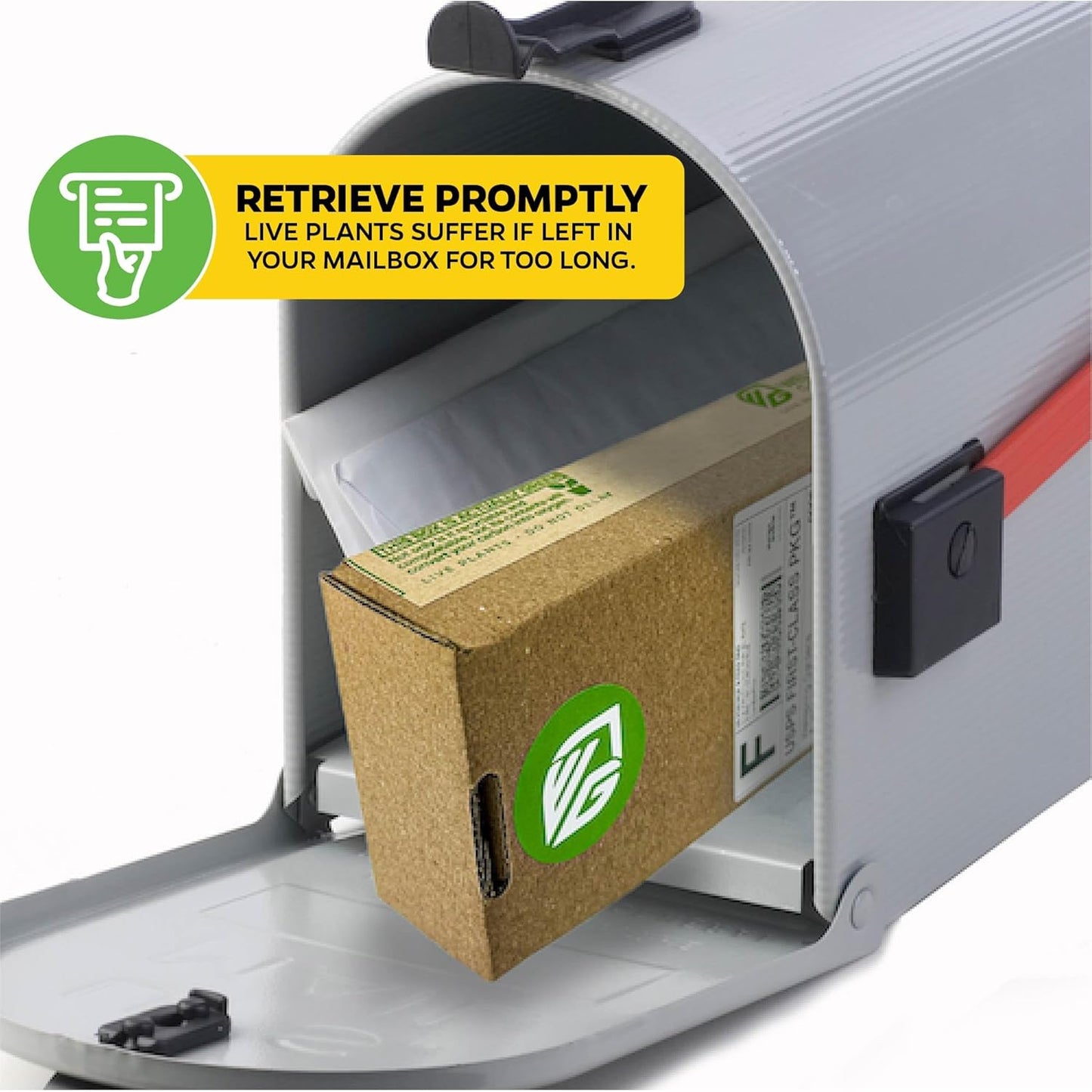 Live Carnivorous Pitcher Plant - Sarracenia - Wellspring Gardens Starter Plant (Barba Green)