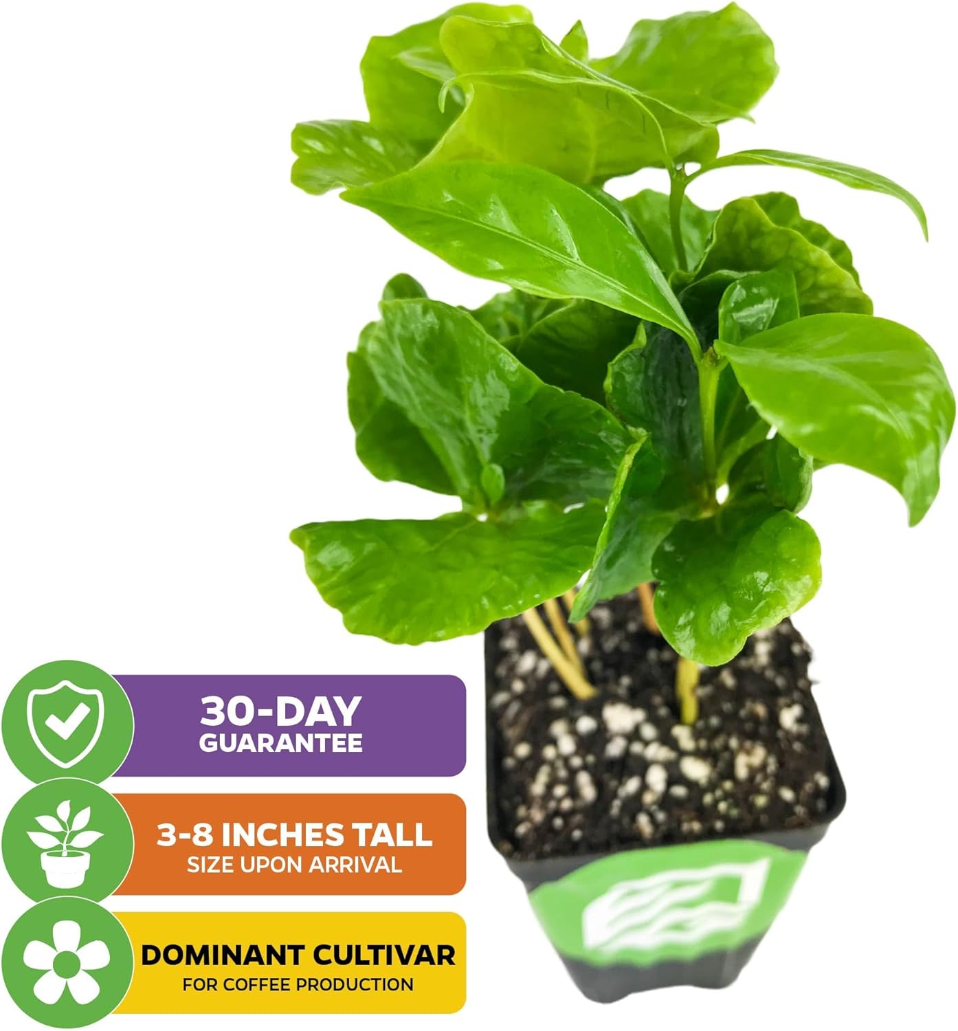 Coffee Live Plant - Coffea Arabica - Wellspring Gardens Starter Plant - Great for Gardeners & Coffee Lovers - Shrub Tree for Home Garden & Yard - Grow Your Own Coffee Beans - for Indoor or Outdoor