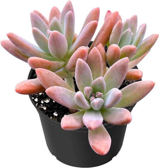 Sprout N Green x Graptosedum 'Darley Sunshine' | x Graptosedum Francesco Baldi, Live Succulent Plant Rooted in 2" Starter Pot, House Plant for Indoor Outdoor Home Wedding Decoration Party Favor