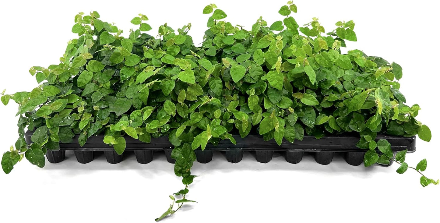Creeping Fig Vine | 50 Live Plants | Ficus Pumila | Fast-Growing Ground Cover | Evergreen Climbing Vine for Walls & Trellises