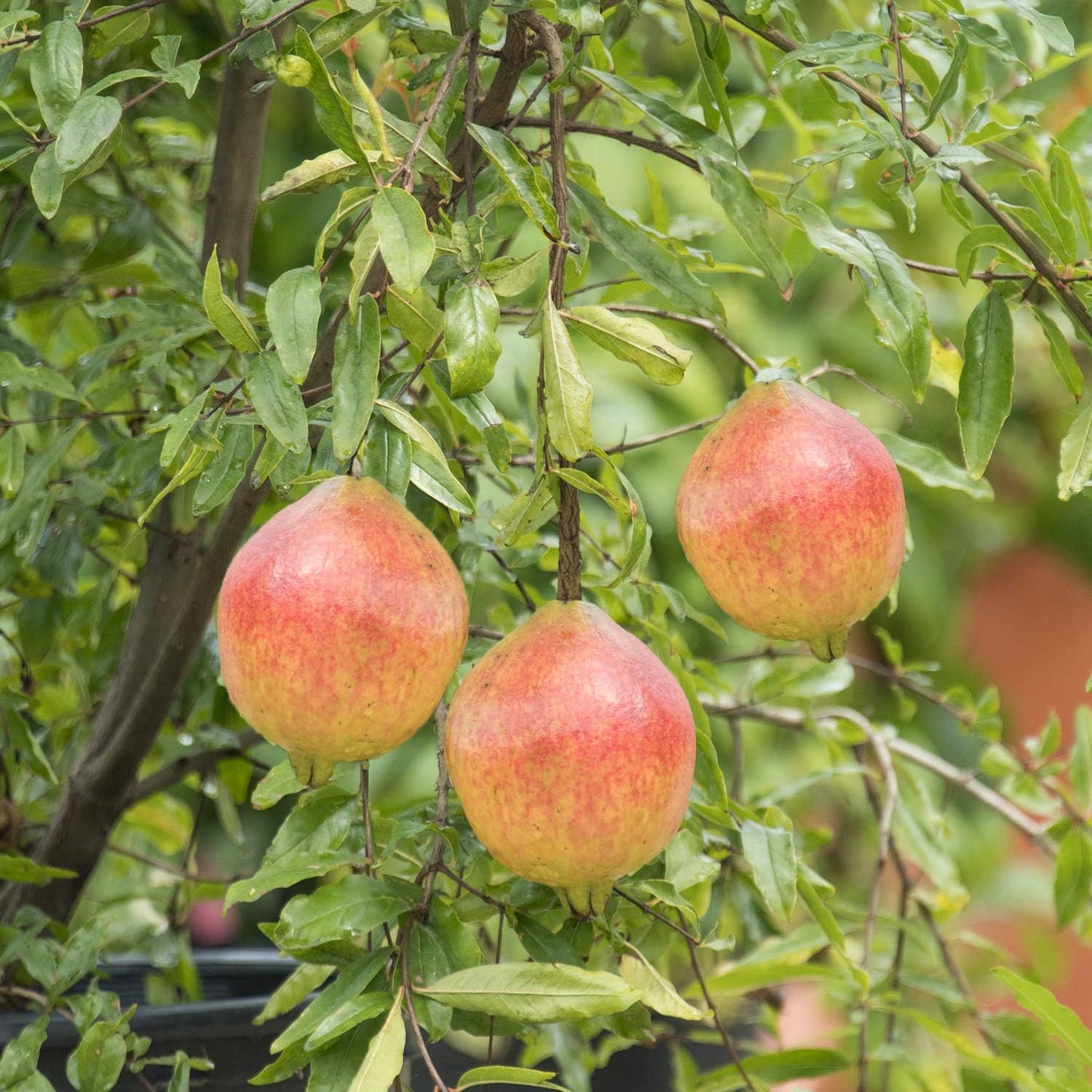 GURNEY'S - Dwarf Pomegranate Starter Fruit Tree, Grown in a 4 inch Pot, 1 Plant per Offer