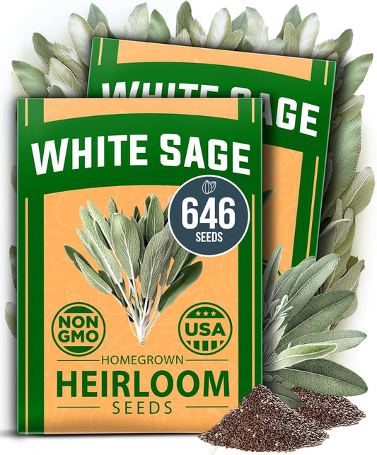 HOME GROWN White Sage Seeds 646 Pack 𝗡𝗢𝗡-𝗚𝗠𝗢, 𝗨𝗦𝗔-𝗦𝗢𝗨𝗥𝗖𝗘𝗗 Heirloom Seeds - Grow Aromatic Sage Plants for Your Herb Seeds Garden with Sage for Planting Outdoor or Indoor (Salvia apiana)