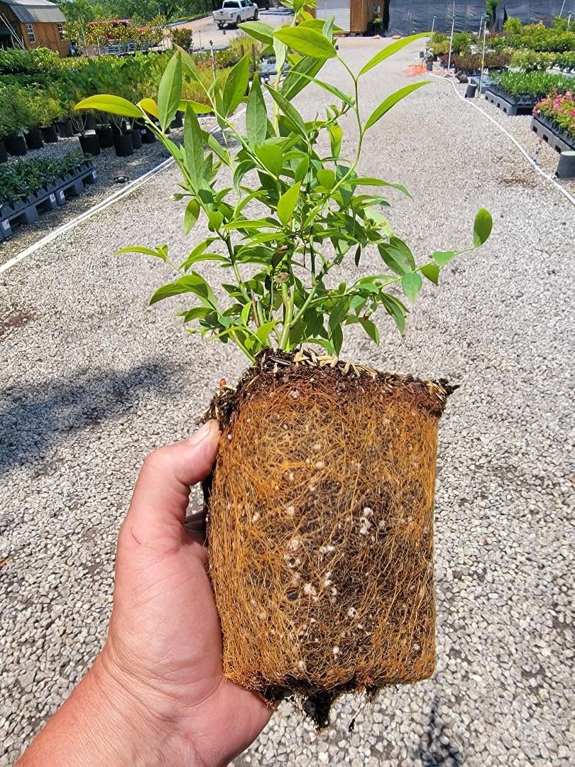 Pink Lemonade Blueberry ( Vaccinium ) - Quart Pot