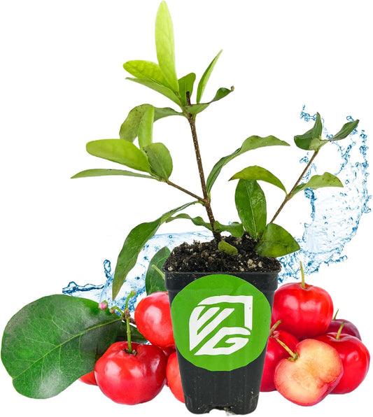 Barbados Cherry Live Plant (Acerola/Wild Crapemyrtle) - Malpighia emarginata - Wellspring Gardens Starter Plant - Healthy Live Plant - Compact Size Fresh Fruit, Ideal for Gardens & Containers