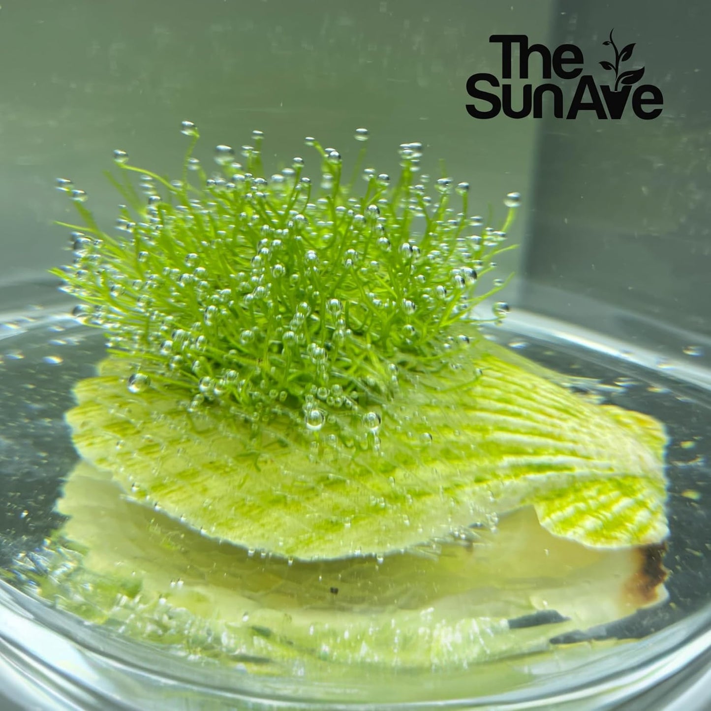 Riccia Fluitans Crystalwort Easy Freshwater Aquarium Live Plant Moss