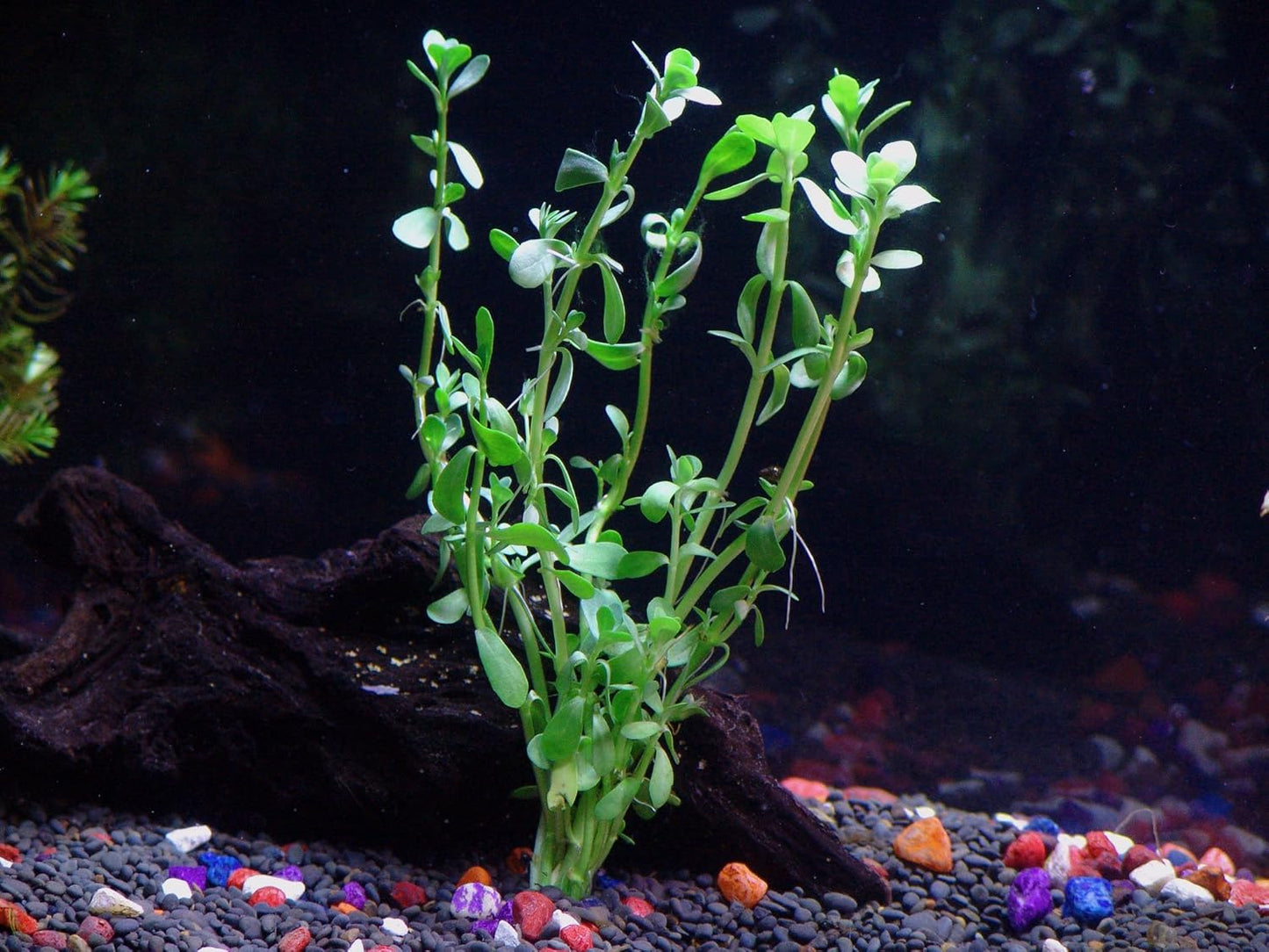24 Plants Bundle / 6 Species Live Aquarium Plants Package - Microsorum, Amazon Sword, Anubias, Moneywort, Hornwort, etc. (100+ Gallon Aquariums)