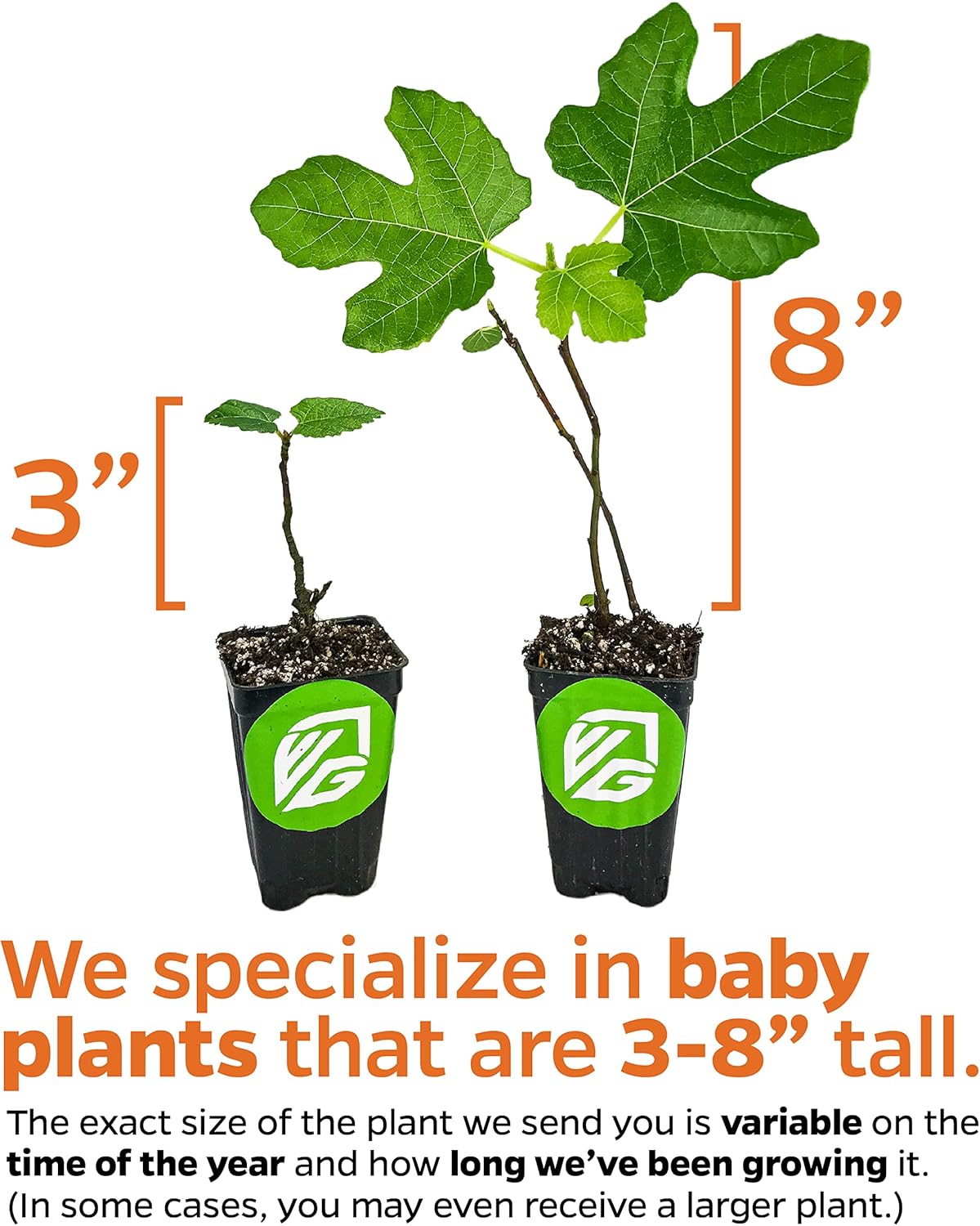 Magnolia Brunswick Fig Tree - Ficus carica by Wellspring Garden - Captivating & Abundant Fruit Producer - Versatile Fruit Tree - Robust Growth - Garden Ornamental