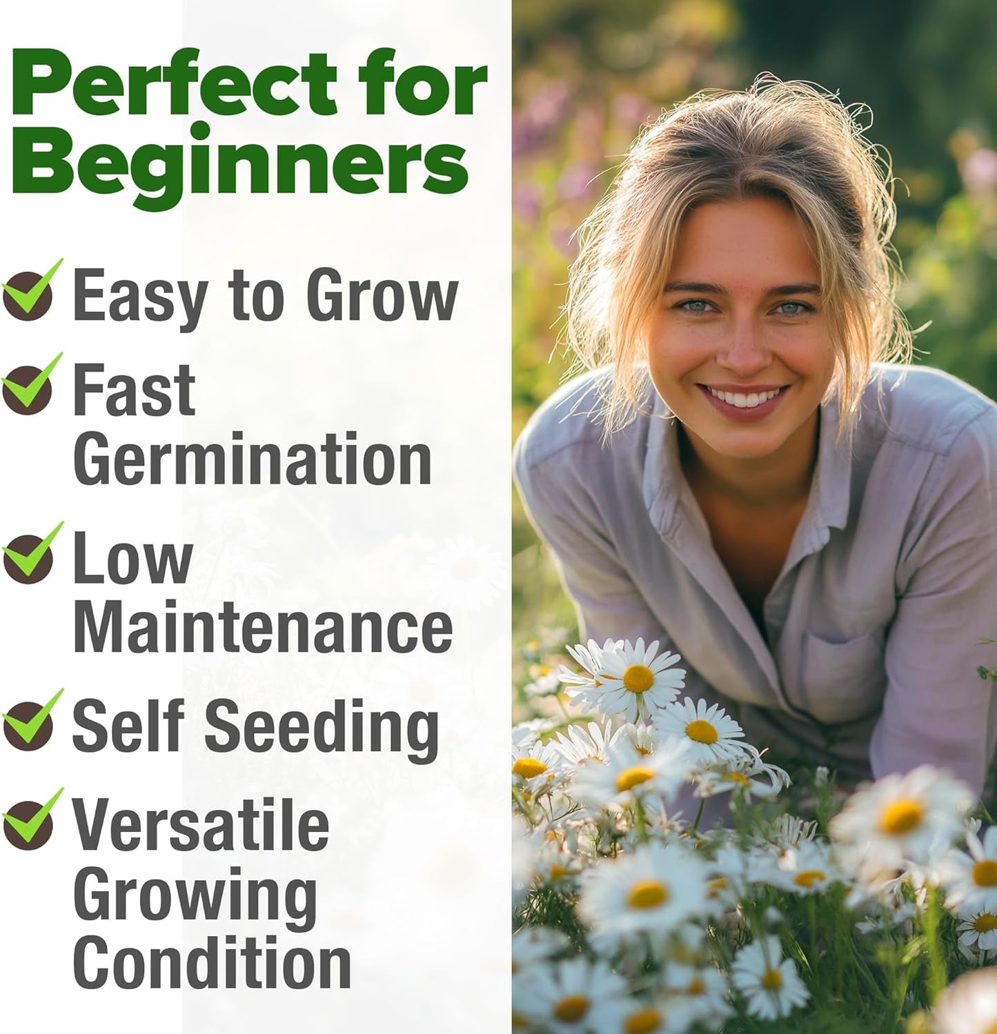 HOME GROWN 𝗨𝗦𝗔 𝗣𝗥𝗘𝗠𝗜𝗨𝗠 German Chamomile Seed Pack – 2,280 𝗡𝗢𝗡-𝗚𝗠𝗢 Heirloom Seeds for Planting for Sustainable Gardens and Soothing Medicinal Herbal Teas (Matricaria chamomilla)