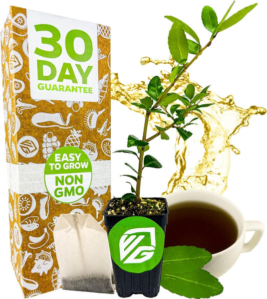 Dwarf Yaupon Holly Live Plant - Ilex by Wellspring Gardens - Caffeinated Tea Starter Plant - Outdoor Shrub Collection Garden and Landscape Decor - Perfect for Landscaping with Dwarf Shrubs and Bushes