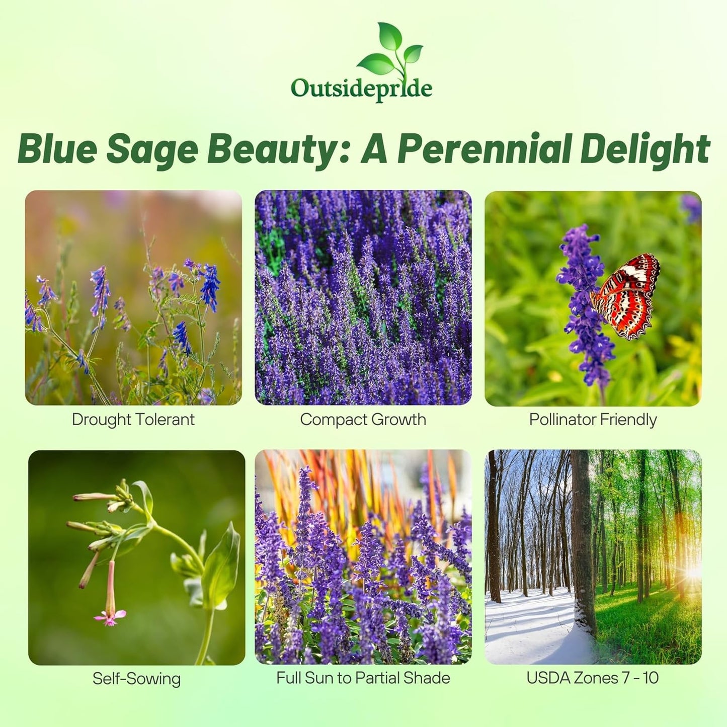 Outsidepride Blue Sage Seeds - 5000 Pcs Perennial, Drought-Tolerant & Deer-Resistant Wildflower Seeds w/Fragrant Blooms for Pollinator Attractant for Butterfly & Hummingbird Gardens & Landscaping