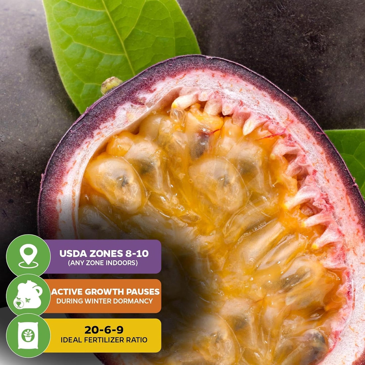 Purple Possum Passion Fruit Vine Live Plant – Passiflora edulis by Wellspring Gardens – Sweet, Aromatic Fruit – Fast-Growing & Self-Pollinating – Great for Fences, Trellises & Containers (2-Pack)