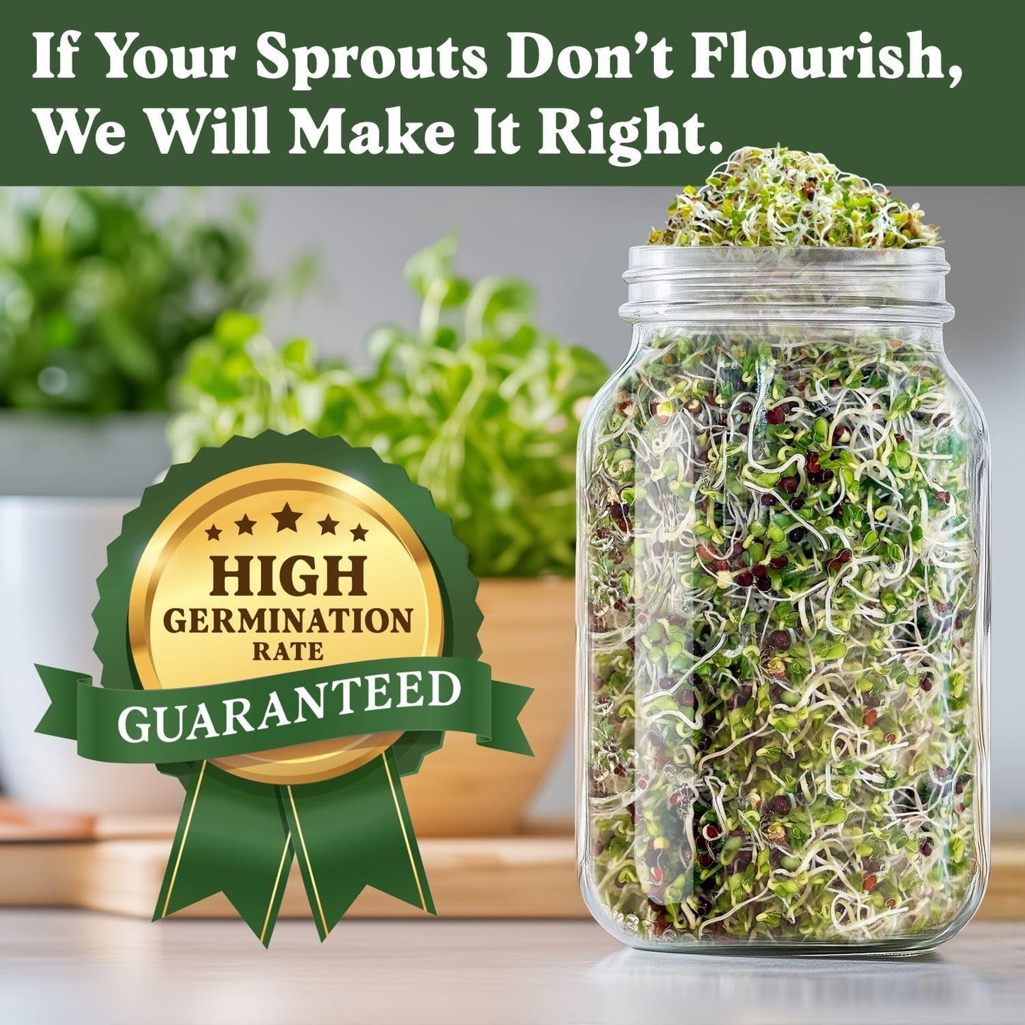 Seedboy Organic Broccoli Seeds for Sprouting - Non-GMO, USA Grown Microgreens Sprouting Seeds Mix - Makes 8 Quarts of Sprouts, 24 Servings (8 oz) (Di Cicco Broccoli)