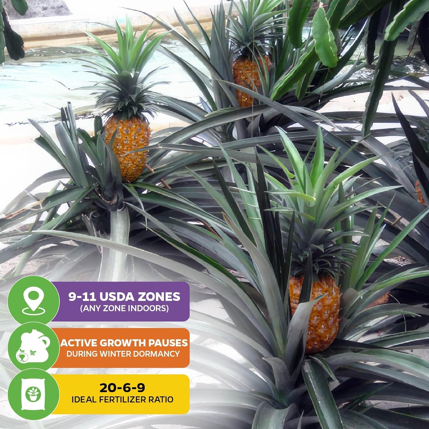 Elite Gold Pineapple Live Plant - Ananas Comosus - Wellspring Gardens Starter Plant - Ideal Pineapple Plant Live Easy to Grow Starter Plant Great for Outdoor and Patio Planting Growth Potential