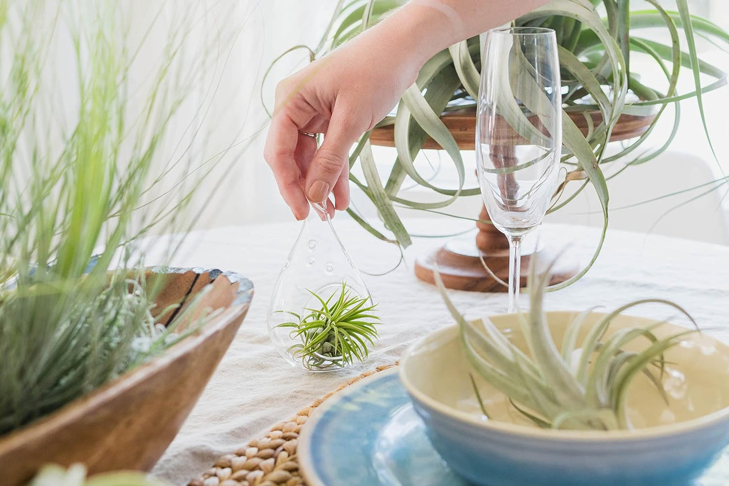 5 Pack Large Air Plants Tillandsia Ionantha Guatemala - Live Succulent House Plants - Available in Wholesale and Bulk - Home and Garden Decor - Easy Care Indoor and Outdoor Plants (Pack of 5)