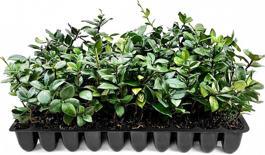 Star Jasmine | 3 Live Plants | Trachelospermum Jasminoides | Fragrant Blooming Evergreen Vine, Low Maintenance, Climbing, White Flowers, Attracts Pollinators, Drought Tolerant