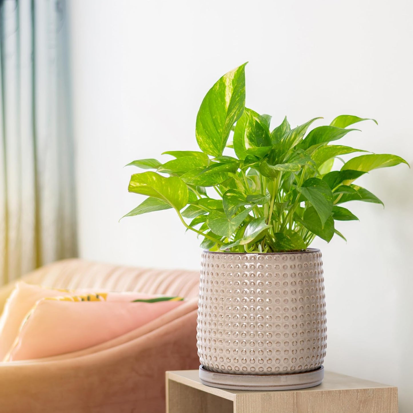 D'vine Dev Set of 2 Ceramic Plants Pots, 6 Inch Beaded Stoneware Flower Pot for Plants with Drainage Hole and Saucer, Light Brown, 27-E-X-4