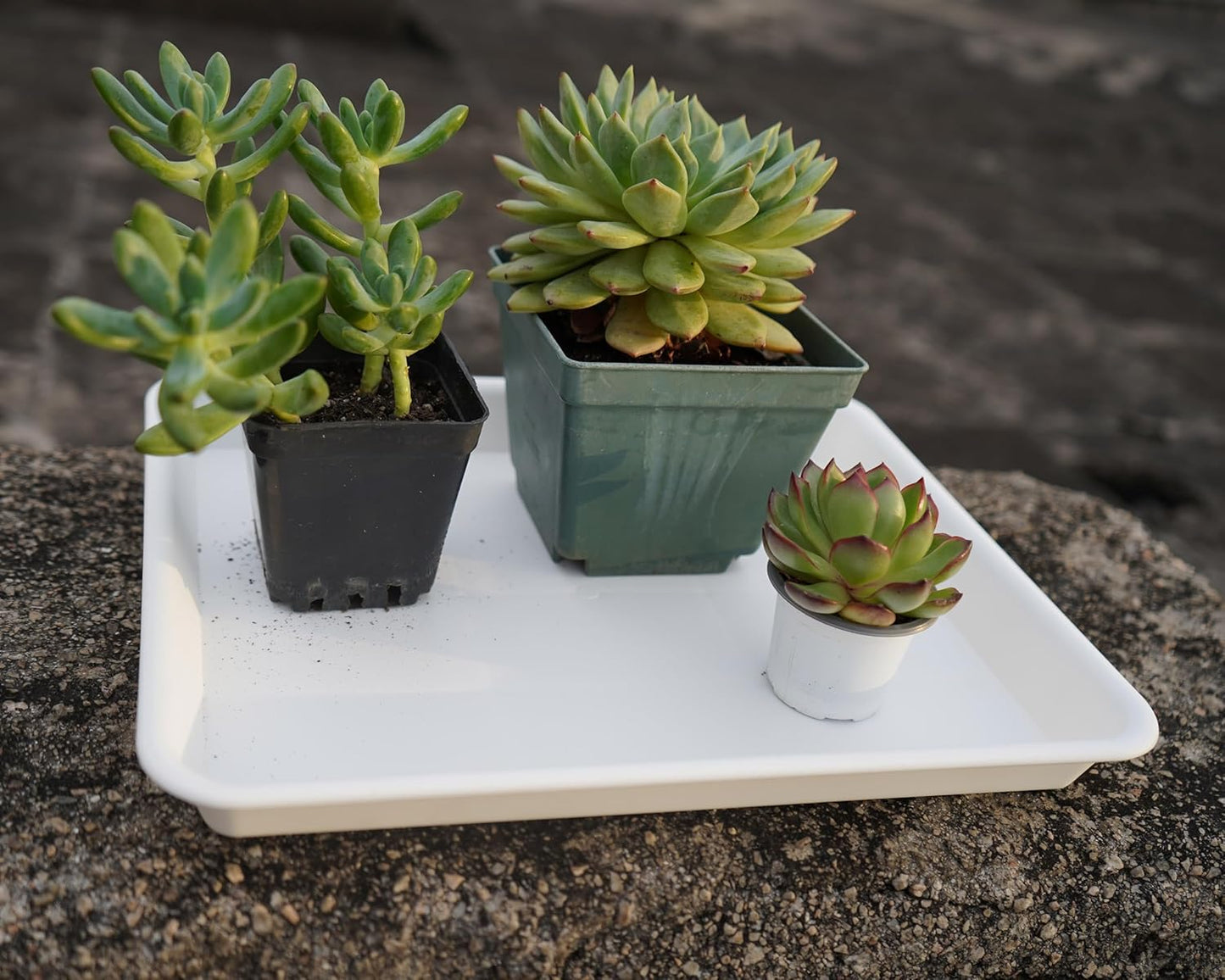 4 Pack Plant Growing Nursery 1020 Trays, Plant Saucer Tray, Heavy Sturdy Seed Starting Trays, Plant Starter Trays for Indoors No Holes, Seed Starter Growing Tray (22"x11.2", Creamy White)