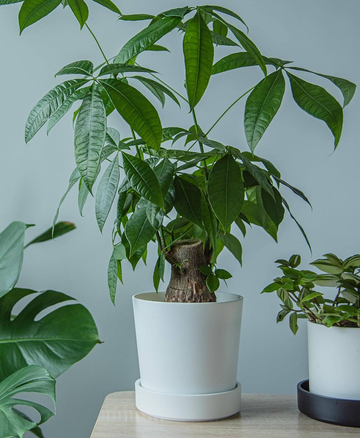 Phoenix Vine 6 Inch Plastic Plant Saucer Water Drip Tray, Heavy Sturdy Round Plant Drainage Tray for Indoors Outdoor, Matte White, 21-TY-6W-1