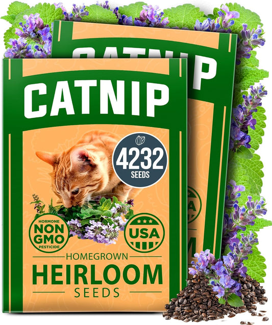 HOME GROWN Catnip Seeds (2 Pack) 𝗡𝗢𝗡-𝗚𝗠𝗢, 𝗨𝗦𝗔-𝗦𝗢𝗨𝗥𝗖𝗘𝗗 Heirloom Herb 4232 Seeds - Indoor or Outdoor Seed - High-Germination Cat Nip - Cat Safe Plants (Nepeta cataria)