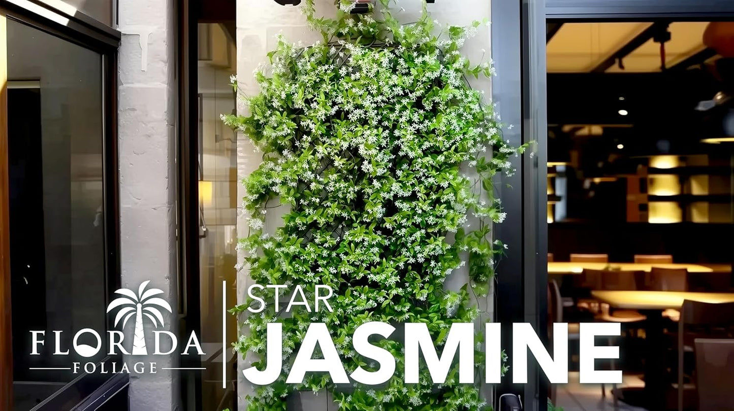 Star Jasmine | 20 Live Plants | Trachelospermum Jasminoides | Fragrant Blooming Evergreen Vine, Low Maintenance, Climbing, White Flowers, Attracts Pollinators, Drought Tolerant