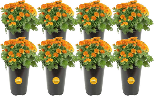 Costa Farms Live Flowering Plants, Orange Mums (Pack of 8), Mini Chrysanthemum Houseplants, Ships in Bud Form, Potted in Grower Pot, 11-Inches Tall