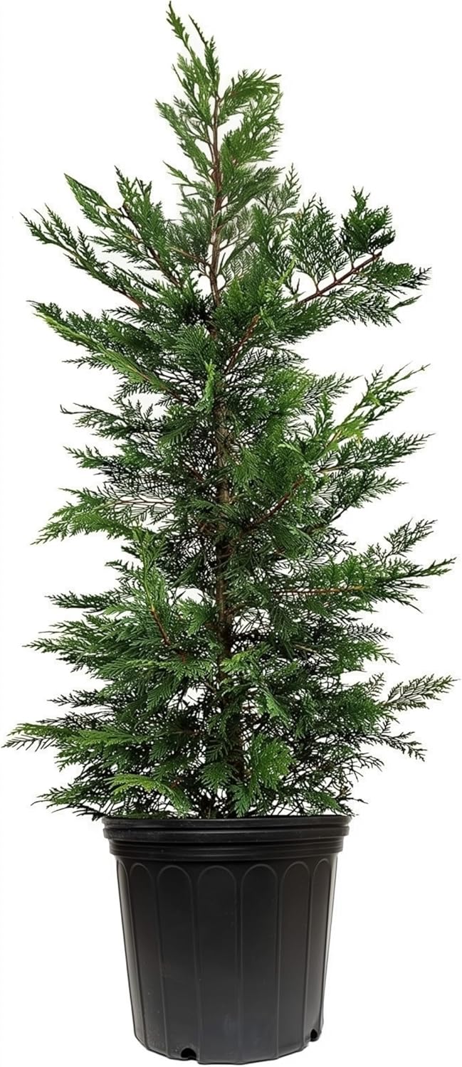 Leyland Cypress | 3 Extra Large 3 Gallon Plants | Cupressocyparis leylandii | Fast Growing Privacy Trees, Evergreen Landscape Plants, Drought Tolerant, Low Maintenance, Windbreak, Hardy