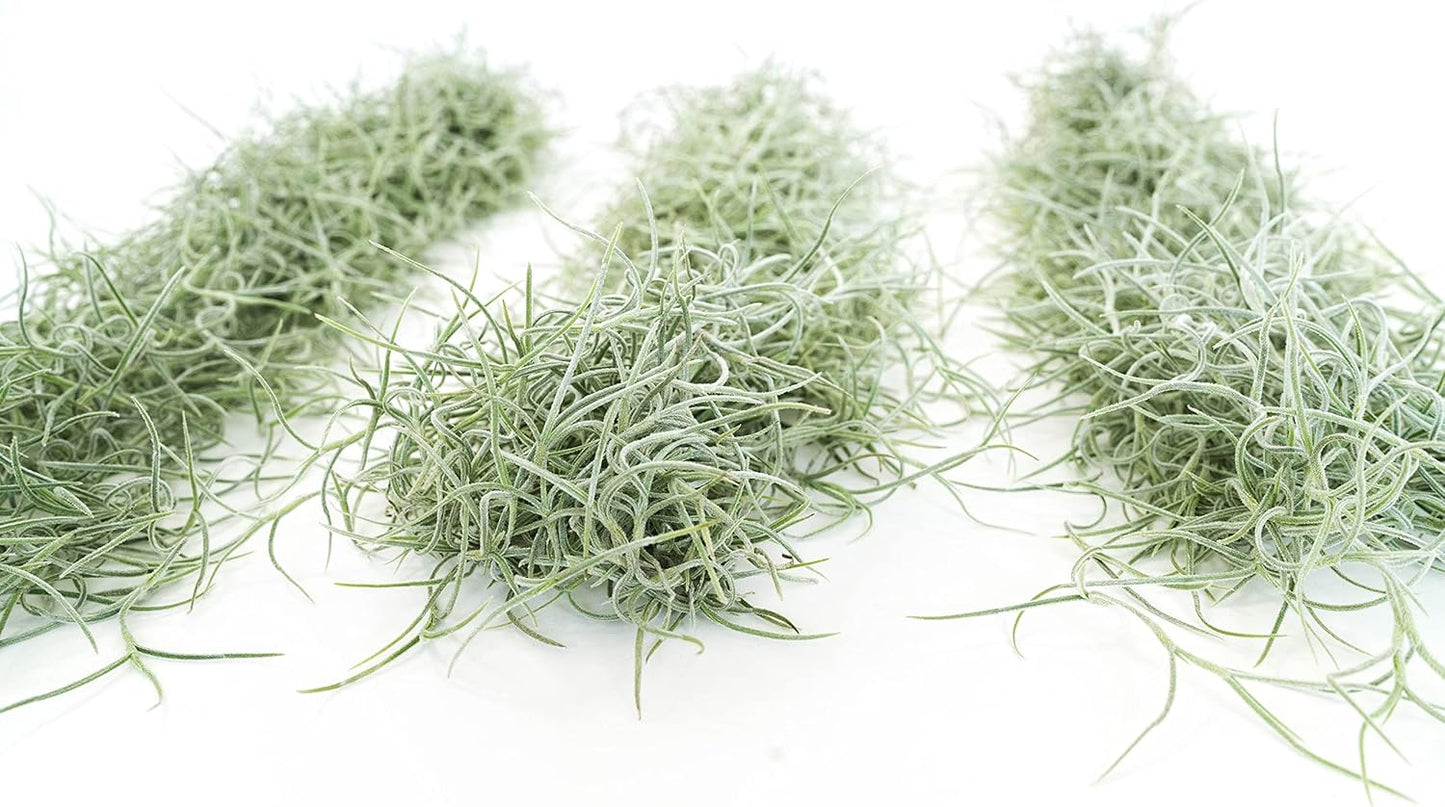3 Pack Thick Colombian Spanish Moss Live Strands with Wire Hook - Tillandsia Usneiodes - Live Tillandsia Succulent House Plants - Home and Garden Decor - Easy Care Indoor and Outdoor Plants
