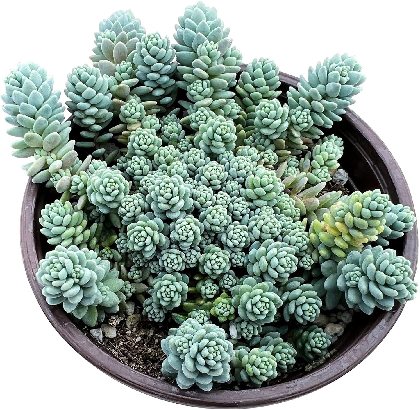 Sprout N Green Sedum Dasyphyllum 'Major' in 4 inch Starter Pot, Rare Live Succulent Plant Fully Rooted, Home Office Indoor Outdoor Wedding Decoration DIY Projects Party Favor