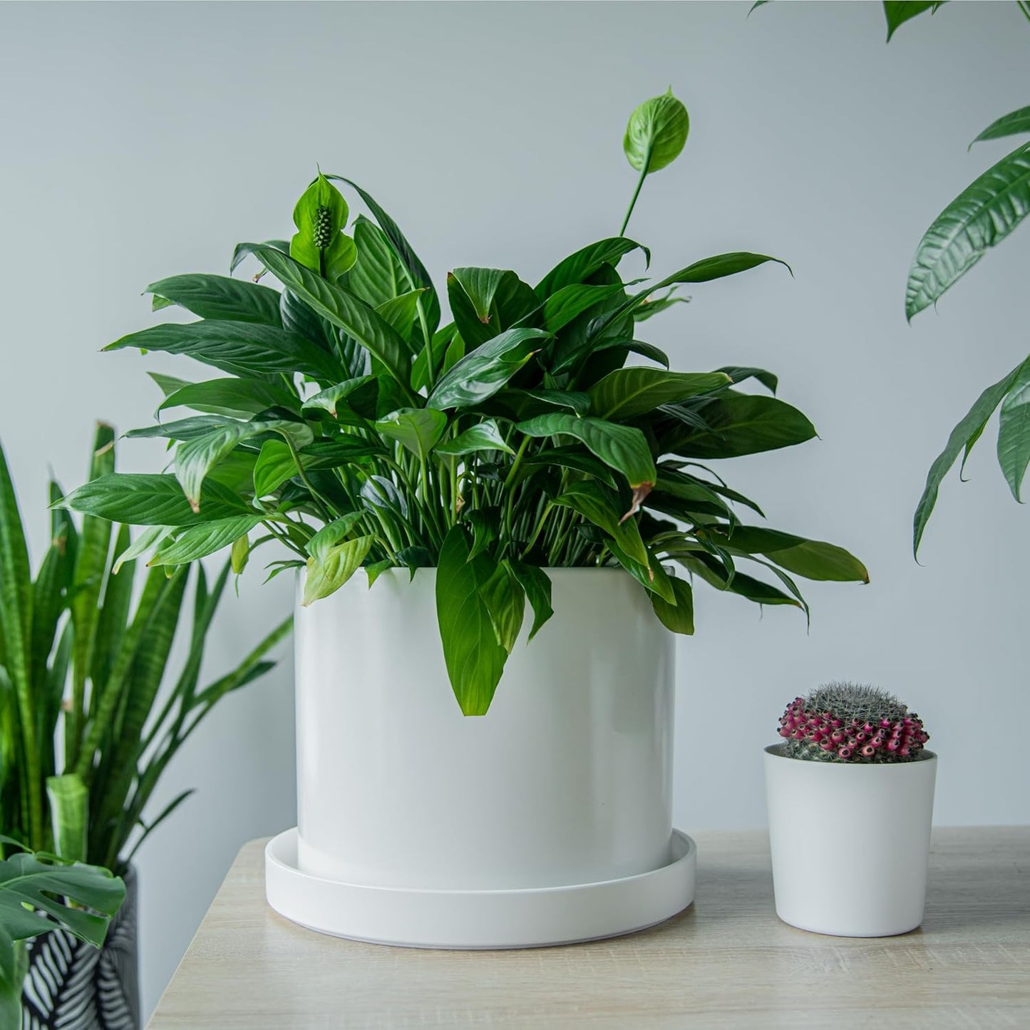 Phoenix Vine 12 Inch Plastic Plant Saucer Water Drip Tray, Heavy Sturdy Round Plant Drainage Tray for Indoors Outdoor, Set of 2, Matte White, 21-TY-12W-2