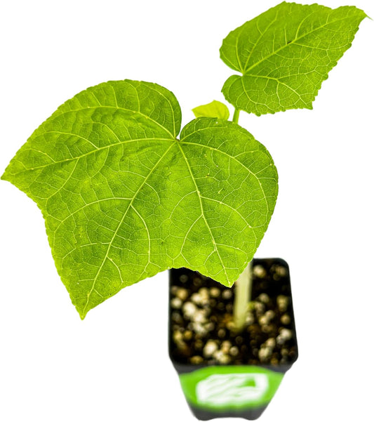 Auntie Lilli's™ South Sea Salad BeLe Tree - Abelmoschus Manihot - Wellspring Gardens Starter Plant - Edible Greens & Hibiscus Like-Flower Live Plant - Indoor & Outdoor Growing & Planting for Garden