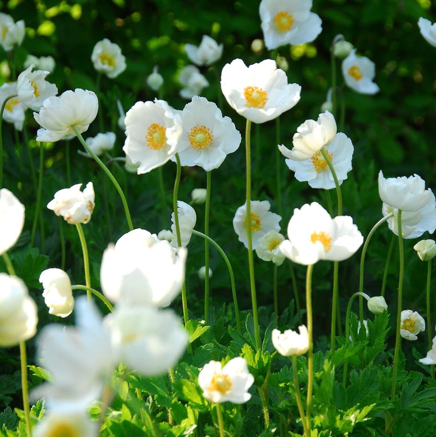Easy to Grow Anemone The Bride 20 Plant Bulbs - White Flowers in Spring Outdoor, Full Sun