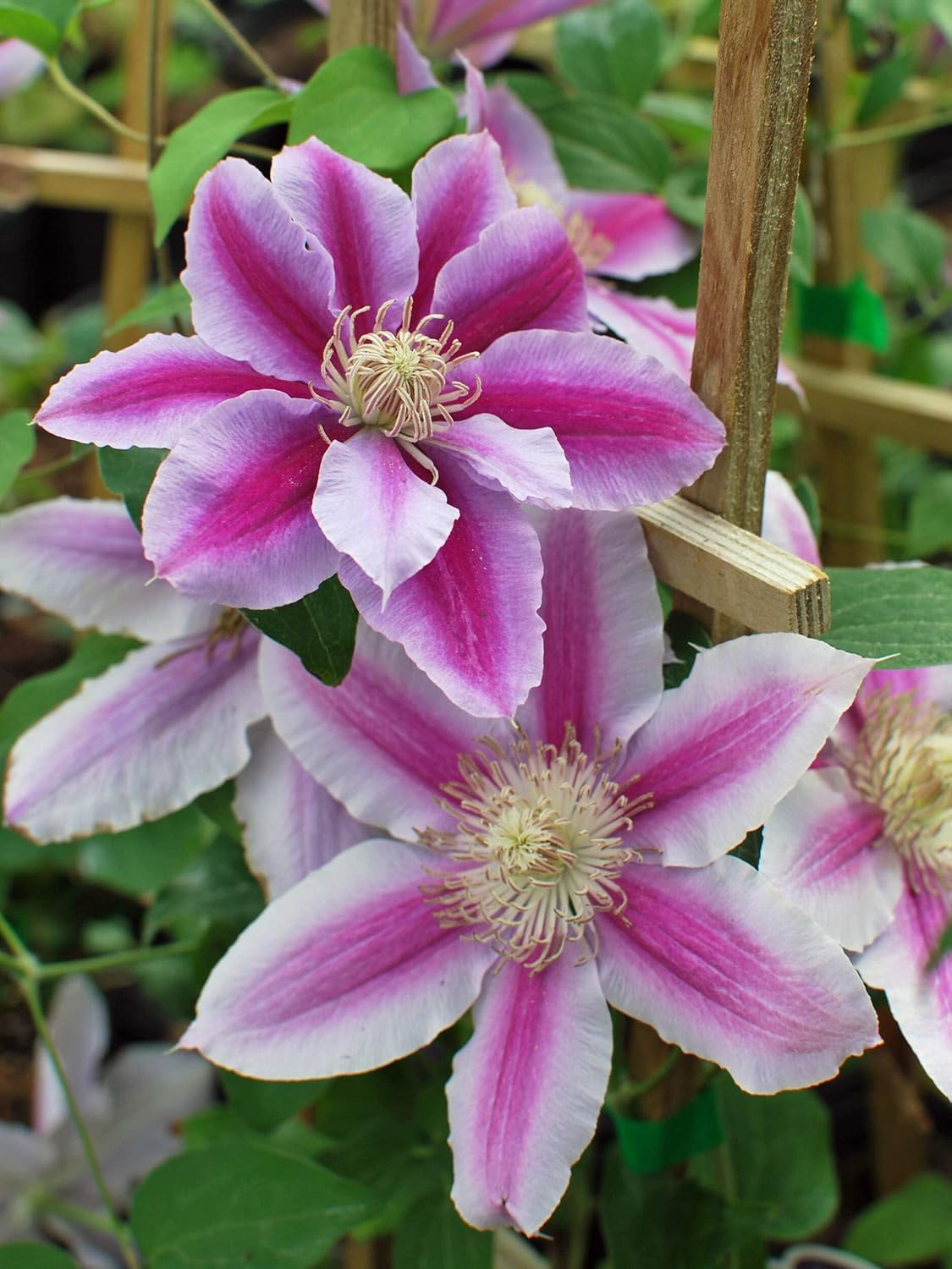 Perennial Farm Clematis 'Dr. Ruppel' Hybrid – Live Flowering Vine in 4 Quart Container, Large Rose-Pink Blooms with Deep Pink Stripes, Long Blooming, Ideal for Trellises, Arbors & Garden Fences